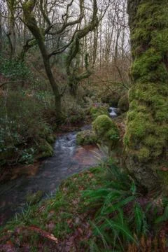 Stream in a moist Atlantic forest Stock Photos