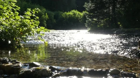 Stream in morning with bugs 4k Stock Footage 40466129