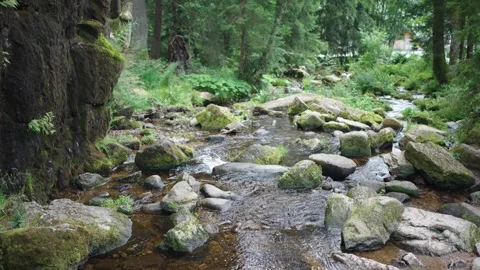 Stream with moss covered rocks in Black Forest Mountain Range Germany Schwar Video stock 331460039