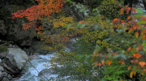 Stream in the mountain forest. Stock Footage 8851674