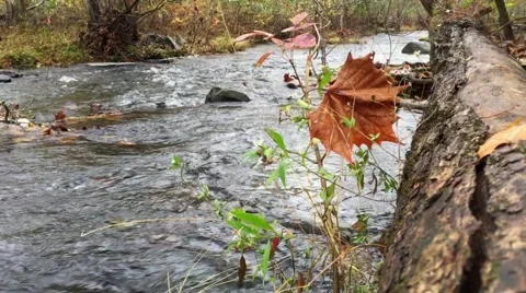 Stream Mountain, low angle, gentle stream bordered by fallen tree Stock Footage 57649280