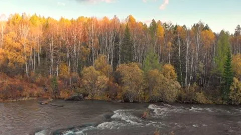 Stream of mountain river and fall forest. Autumn nature landscape at sunset. Stock Photos