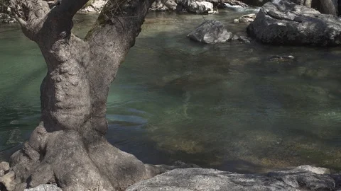 Stream of the mountain river in the forest Video stock 104828270