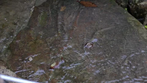 Stream in the mountains. Beautiful stream close up. Clean water in reservoirs Stock Footage 247540885