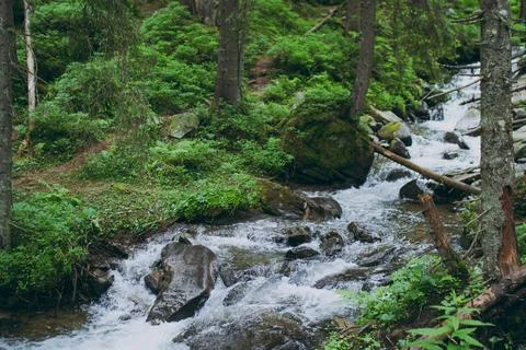 A stream in the mountains in the forest Stock Photos