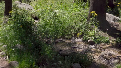 A Stream Moves Away Through the Forest Stock Footage 251324329
