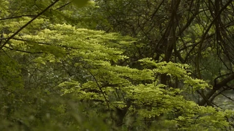 Stream Moving Behind Bushes Stock Footage 50601073