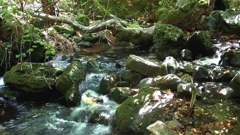 Stream in nature Stock Footage 83503543
