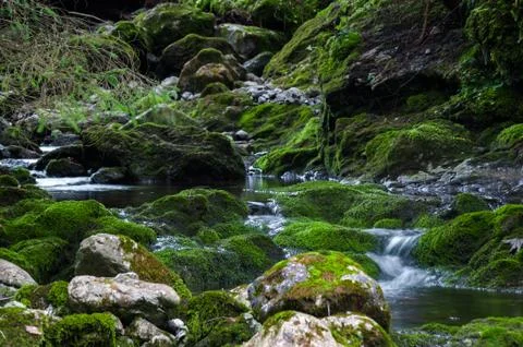 Stream in nature Stock Photos