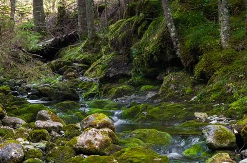 Stream in nature Stock Photos