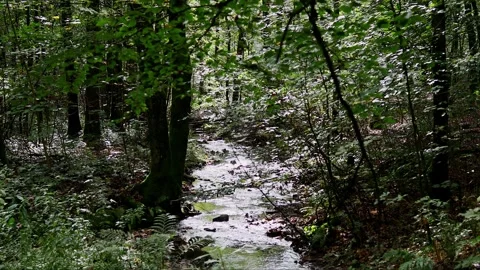A stream in the nature video Stock-Footage 254728870