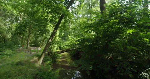 Stream with oak trees, Europe, Netherlands, 4K Stock Footage 68094260