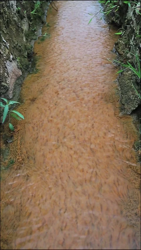Stream with Orange Fish and Greenery Stock Footage 306440292
