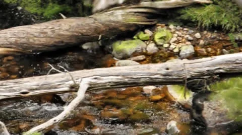 Stream Pan Stock Footage 24828358