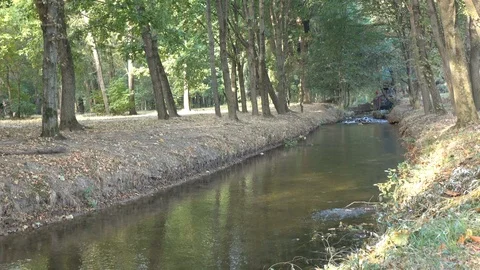 Stream in the park between the trees Stock Footage 119103245