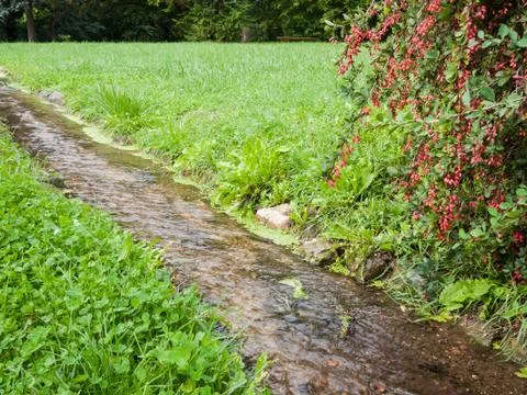 Stream in a park Stock Photos