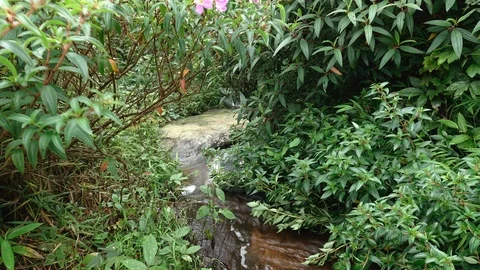 Stream in the park timelapse Stock Footage 92158434