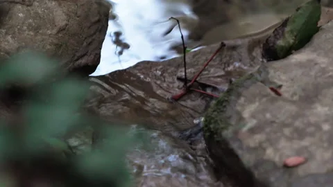 Stream passing between stones in the mountains 스톡 동영상 233894977