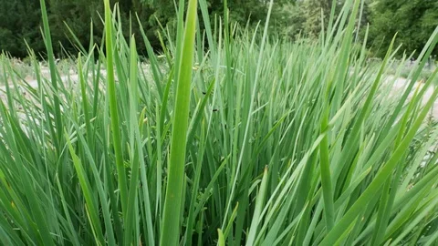 Stream passing through the vegetation through green grass stems Stock Footage 91382682