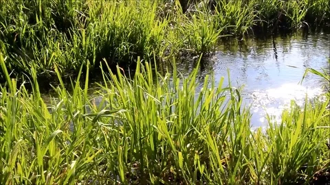A stream with patches of sunlight flowing through tall grass Stock Footage 77861040