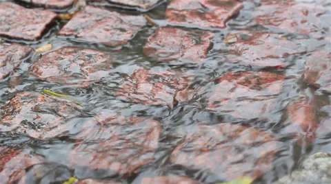Stream on pavement Stock Footage 31744944