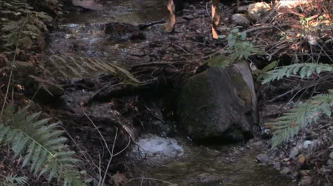 Stream at Pfeiffer Big Sur state Park 스톡 동영상 37586696