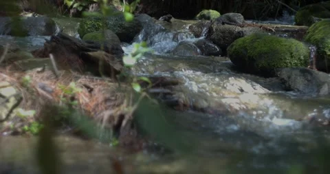 Stream in a pine forest 스톡 동영상 242118503