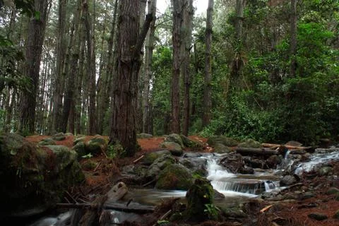 Stream in Pine Forest Stockfoto's