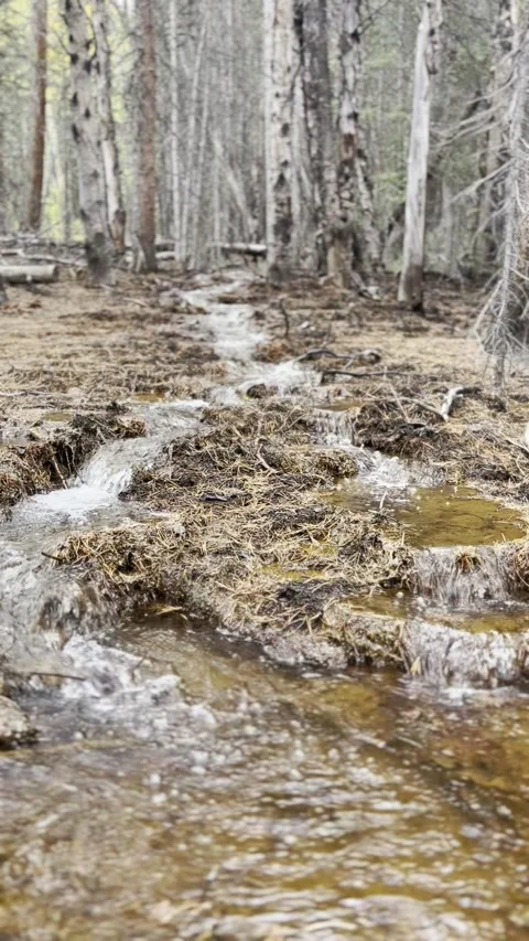Stream in the Pines Stock Footage 291185902