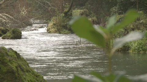 Stream to plant rack focus Stock Footage 797594