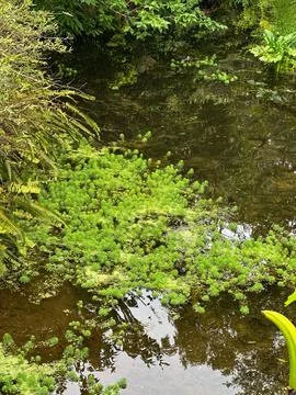 Stream with plants Stock Photos