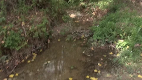 Stream pond puddle water rocks plants countryside nature fresh mountain sta.. Stock Footage 330468558