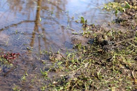 Stream, puddle, standing, clear, clean water in a spring garden Stock Photos