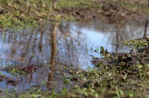 Stream, puddle, standing, clear, clean water with reflection of trees Stock-Fotos