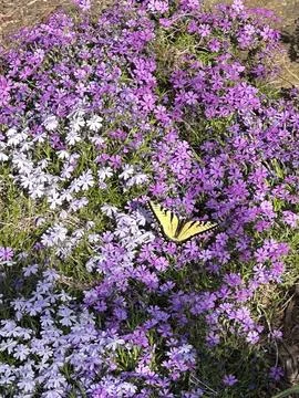 Stream of Purple Stock Photos