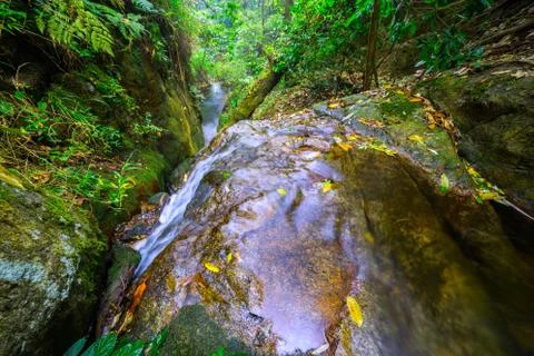 Stream in rain forest Stock Photos