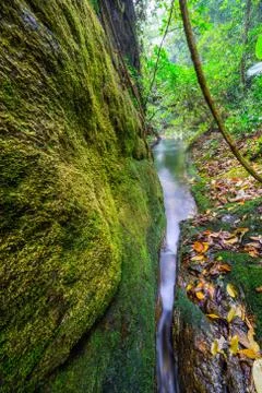 Stream in rain forest Stock Photos