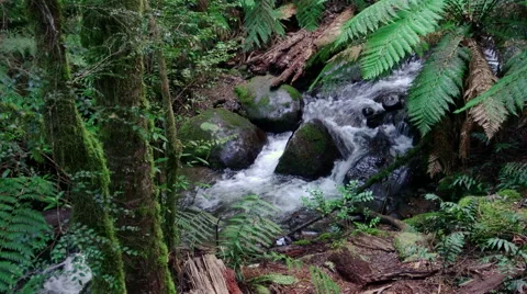 Stream in a rainforest Video stock 55691675