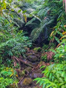 A stream in the rainforest Stock Photos