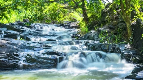 Stream in rainforest with soft flowing water and Ancient Ficus bengalensis Stock Footage 136207499