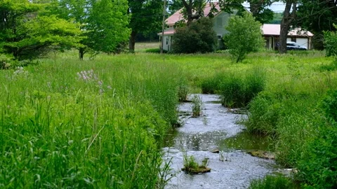 The stream ran with clear water Stock Footage 169693436