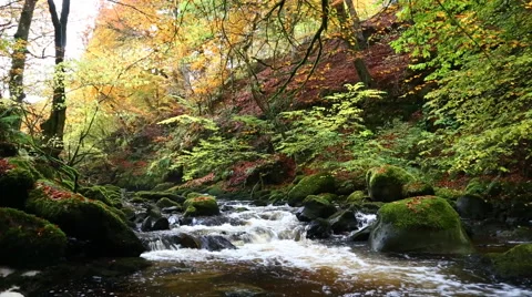Stream rapids in autumn, Moness Burn, Aberfeldy, Scotland Stock Footage 61442449