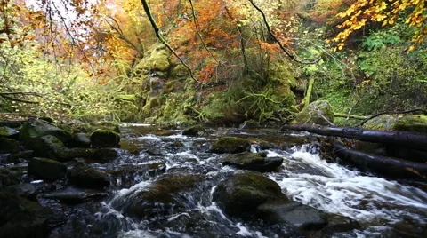 Stream rapids in autumn, Moness Burn, Aberfeldy, Scotland Stock Footage 61452446