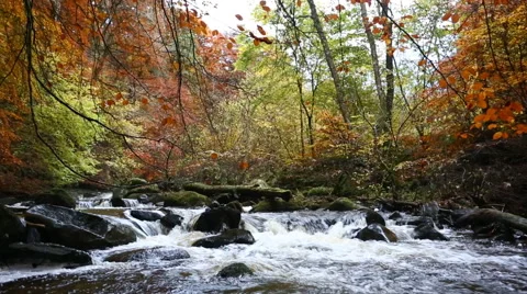 Stream rapids in autumn, Moness Burn, Aberfeldy, Scotland Stock Footage 61459359
