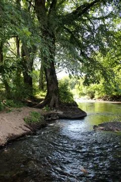 A stream with rapids through an ancient forest in France Fotos de archivo