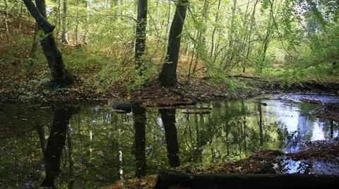 Stream with reflections in a beech forest Stock Footage 12421295