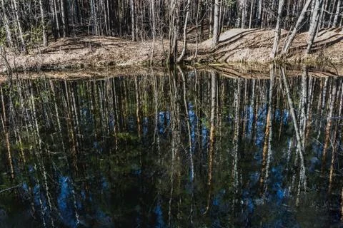 A stream with reflections trees and blue sky in spring in pines and birches f Fotos Stock