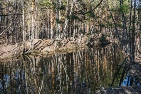 A stream with reflections trees and blue sky in spring in pines and birches f Stock Photos