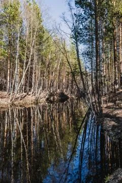 A stream with reflections trees and blue sky in spring in pines and birches f Foto stock