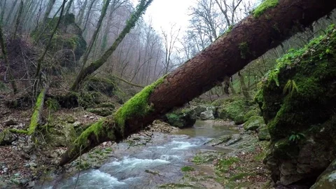 Stream river in autumn forest Stock Footage 71797820